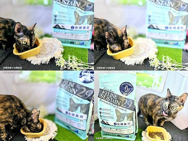 體驗｜高齡貓更需要的營養配方，全齡貓皆可食用的低GI貓糧【A