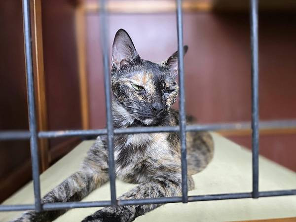 體驗｜高齡貓更需要的營養配方，全齡貓皆可食用的低GI貓糧【A