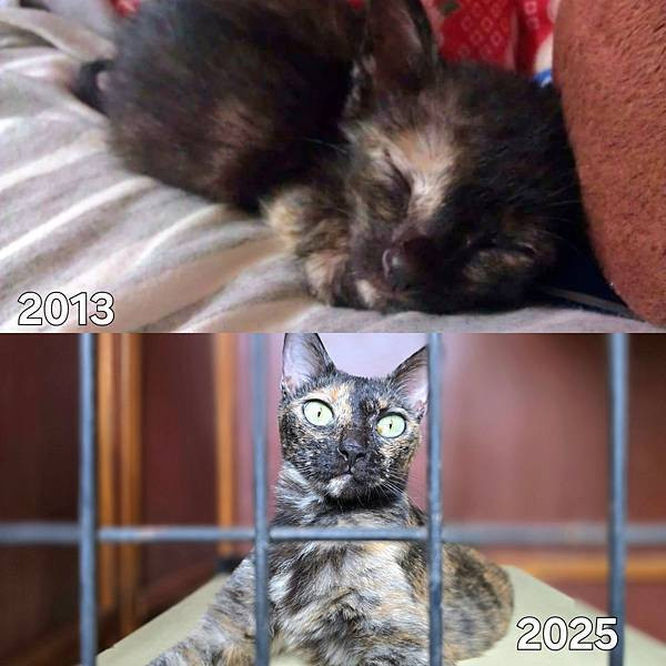 體驗｜高齡貓更需要的營養配方，全齡貓皆可食用的低GI貓糧【A