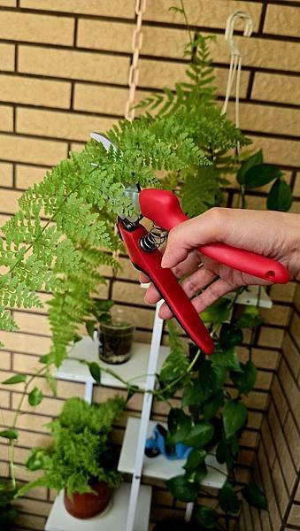 [ MINGTOOL 銘刀 ]  ✂️日本鋼園藝剪/日本頂級