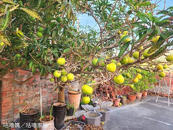體驗｜不甜膩、不黏牙~客家傳統手工製法×台灣在地花生製作的花