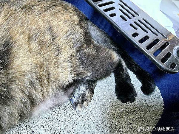 體驗｜不藏私！貓旅館也愛用的貓砂品牌開箱【貓後苑 CatGa