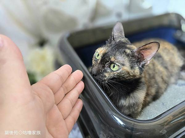 體驗｜不藏私！貓旅館也愛用的貓砂品牌開箱【貓後苑 CatGa