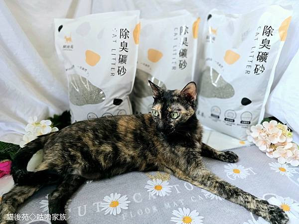 體驗｜不藏私！貓旅館也愛用的貓砂品牌開箱【貓後苑 CatGa