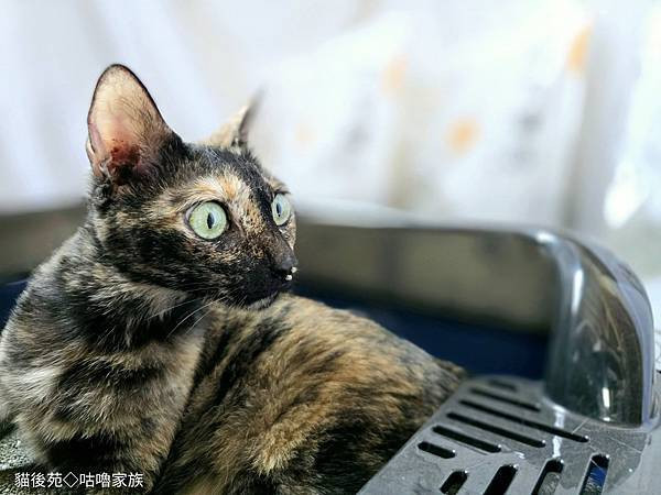 體驗｜不藏私！貓旅館也愛用的貓砂品牌開箱【貓後苑 CatGa