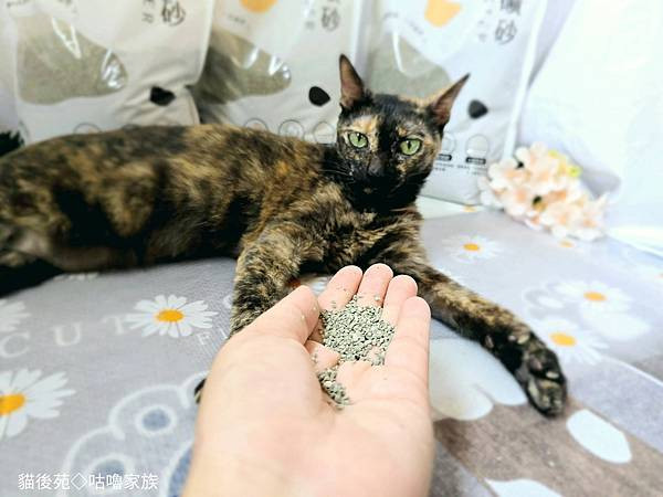 體驗｜不藏私！貓旅館也愛用的貓砂品牌開箱【貓後苑 CatGa