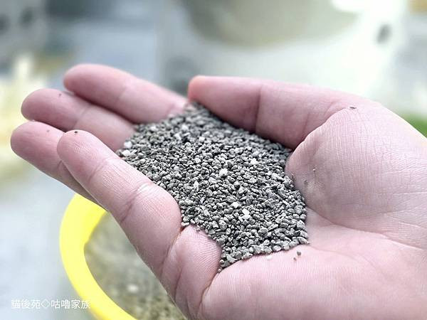 體驗｜不藏私！貓旅館也愛用的貓砂品牌開箱【貓後苑 CatGa