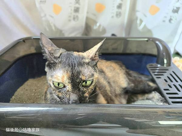 體驗｜不藏私！貓旅館也愛用的貓砂品牌開箱【貓後苑 CatGa