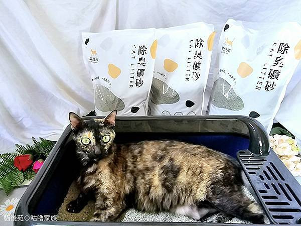 體驗｜不藏私！貓旅館也愛用的貓砂品牌開箱【貓後苑 CatGa