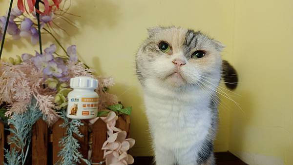 【寵物】奧沛 OurPet｜貓用腸沛錠｜貓腸胃保健｜好吃美味｜跟著飼料丟一顆