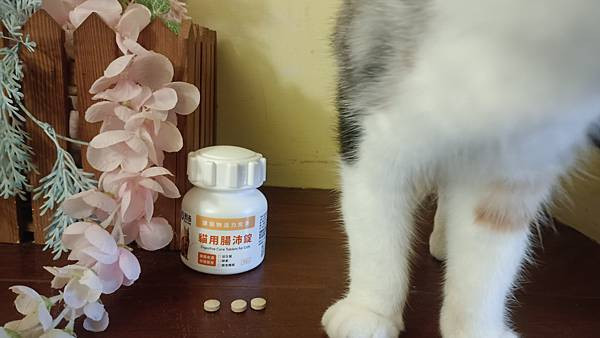【寵物】奧沛 OurPet｜貓用腸沛錠｜貓腸胃保健｜好吃美味