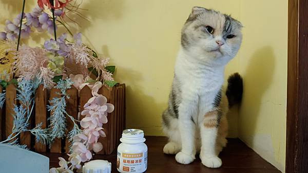 【寵物】奧沛 OurPet｜貓用腸沛錠｜貓腸胃保健｜好吃美味