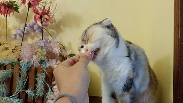 【寵物】奧沛 OurPet｜貓用腸沛錠｜貓腸胃保健｜好吃美味
