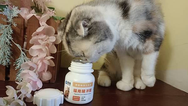 【寵物】奧沛 OurPet｜貓用腸沛錠｜貓腸胃保健｜好吃美味