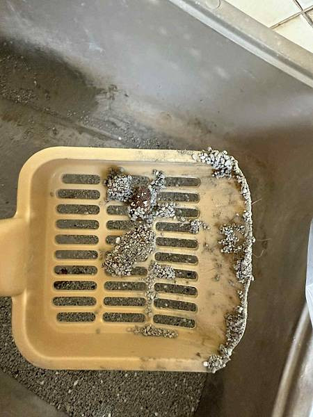 體驗｜零香料的貓咪益生菌【奧沛 OurPet 貓用腸沛錠】貓