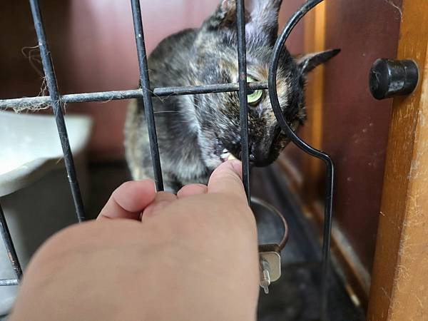 體驗｜零香料的貓咪益生菌【奧沛 OurPet 貓用腸沛錠】貓