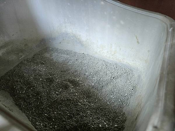 體驗｜零香料的貓咪益生菌【奧沛 OurPet 貓用腸沛錠】貓